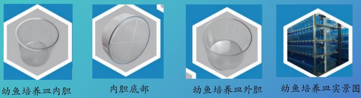 如何选择斑马鱼养殖系统