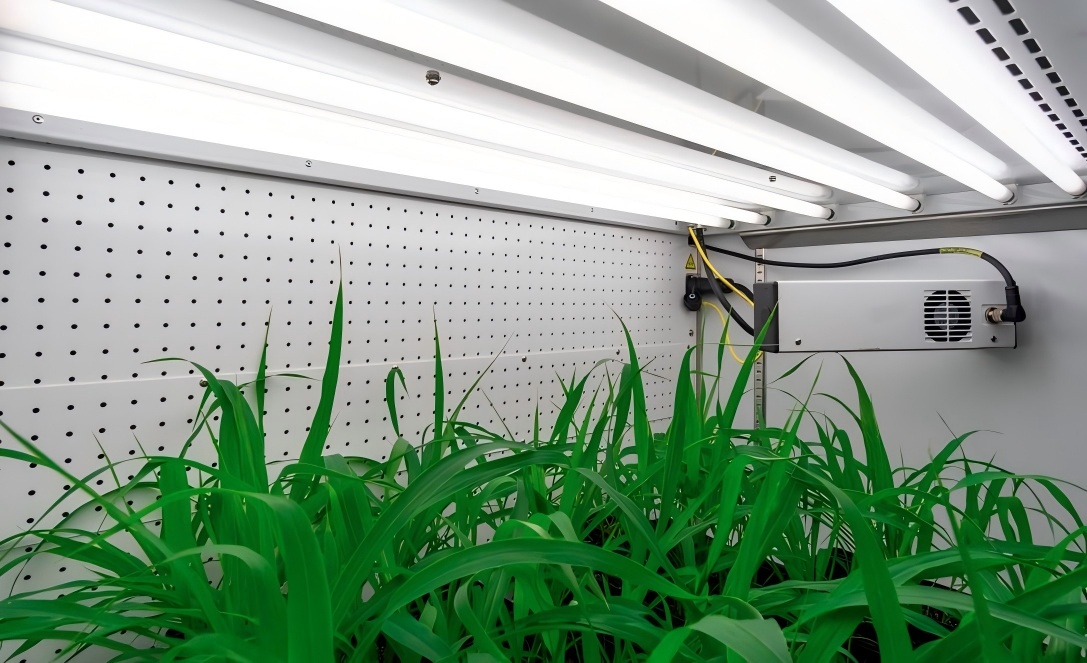 精准塑造植物生长的未来工厂