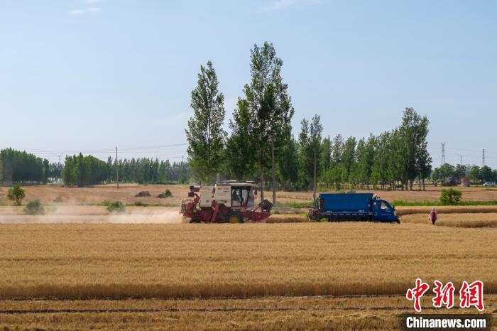 “科技+”赋能山东夏粮丰收 绘就现代农业新图景