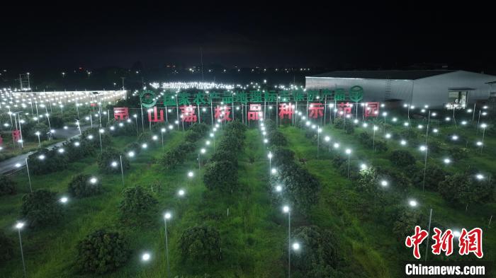 从“一骑红尘”到“荔行天下” 电力赋能广西智慧农业发展