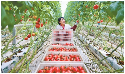 新疆农业向“新”发展