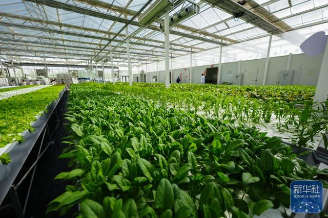 对口援疆助力戈壁兴建智慧农业植物工厂